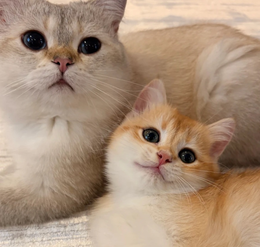 Grey cat and orange kitten looking at the camera