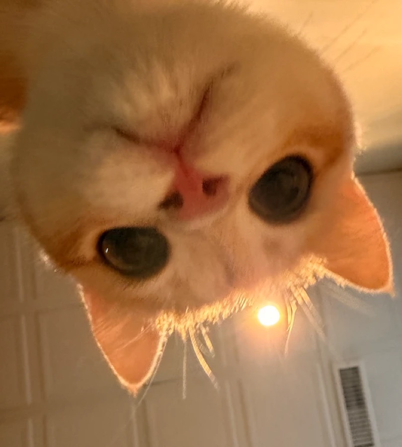 Orange cat looking down at the camera