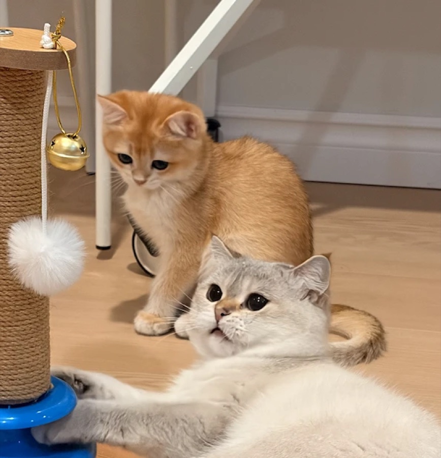 Two cats playing with a scratching post