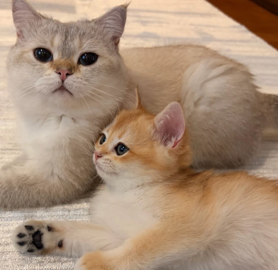 Grey cat and orange kitten lying together